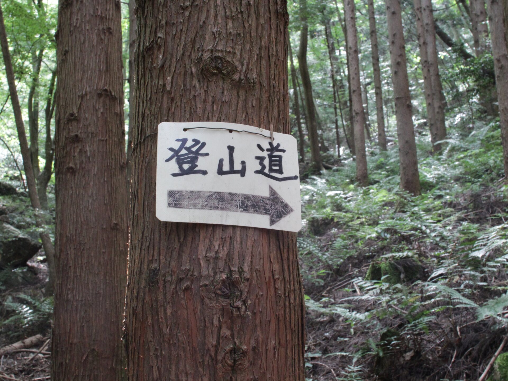 杉の木に取り付けられた登山道の看板