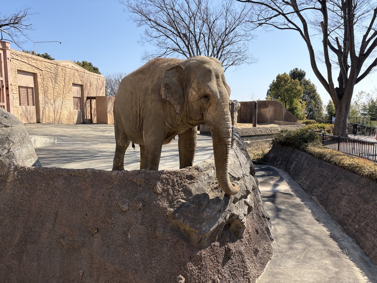 日立市かみね動物園のゾウ