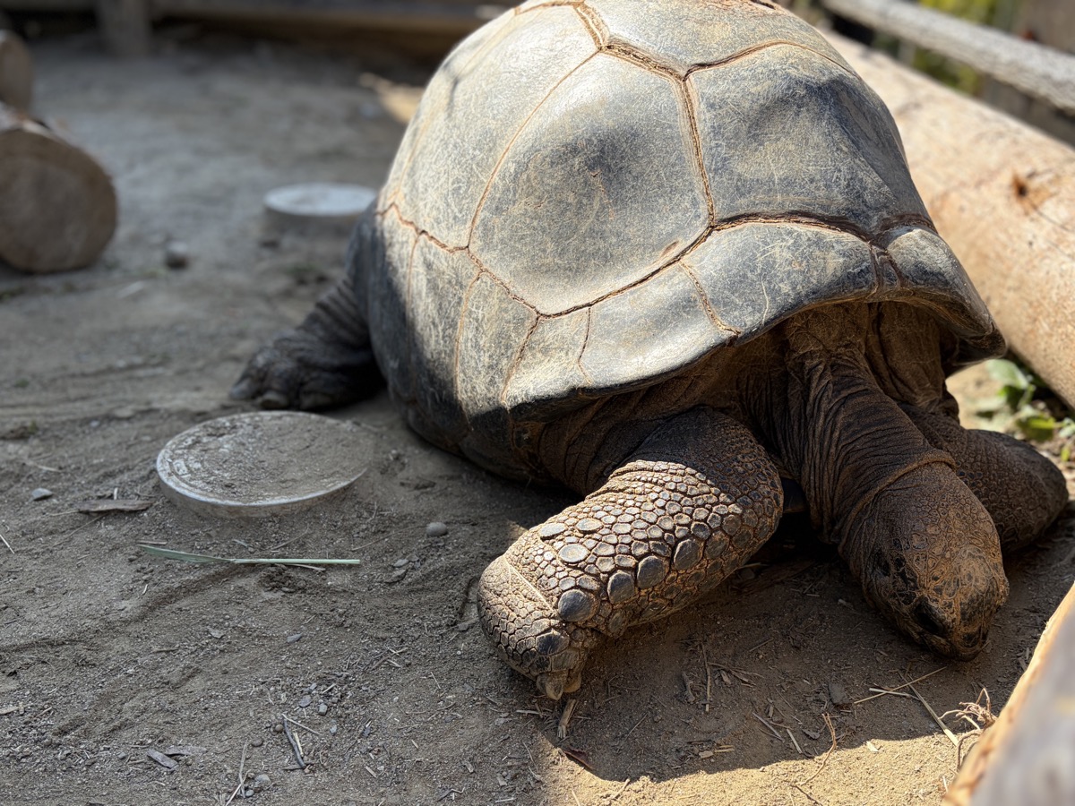 日立市かみね動物園のリクガメ
