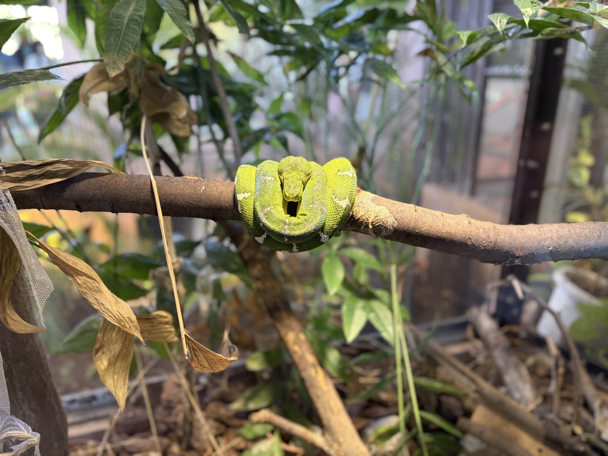 日立市かみね動物園のエメラルドツリーボア
