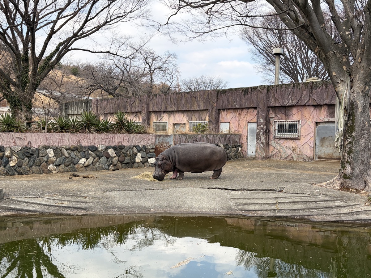 日立市かみね動物園のカバ
