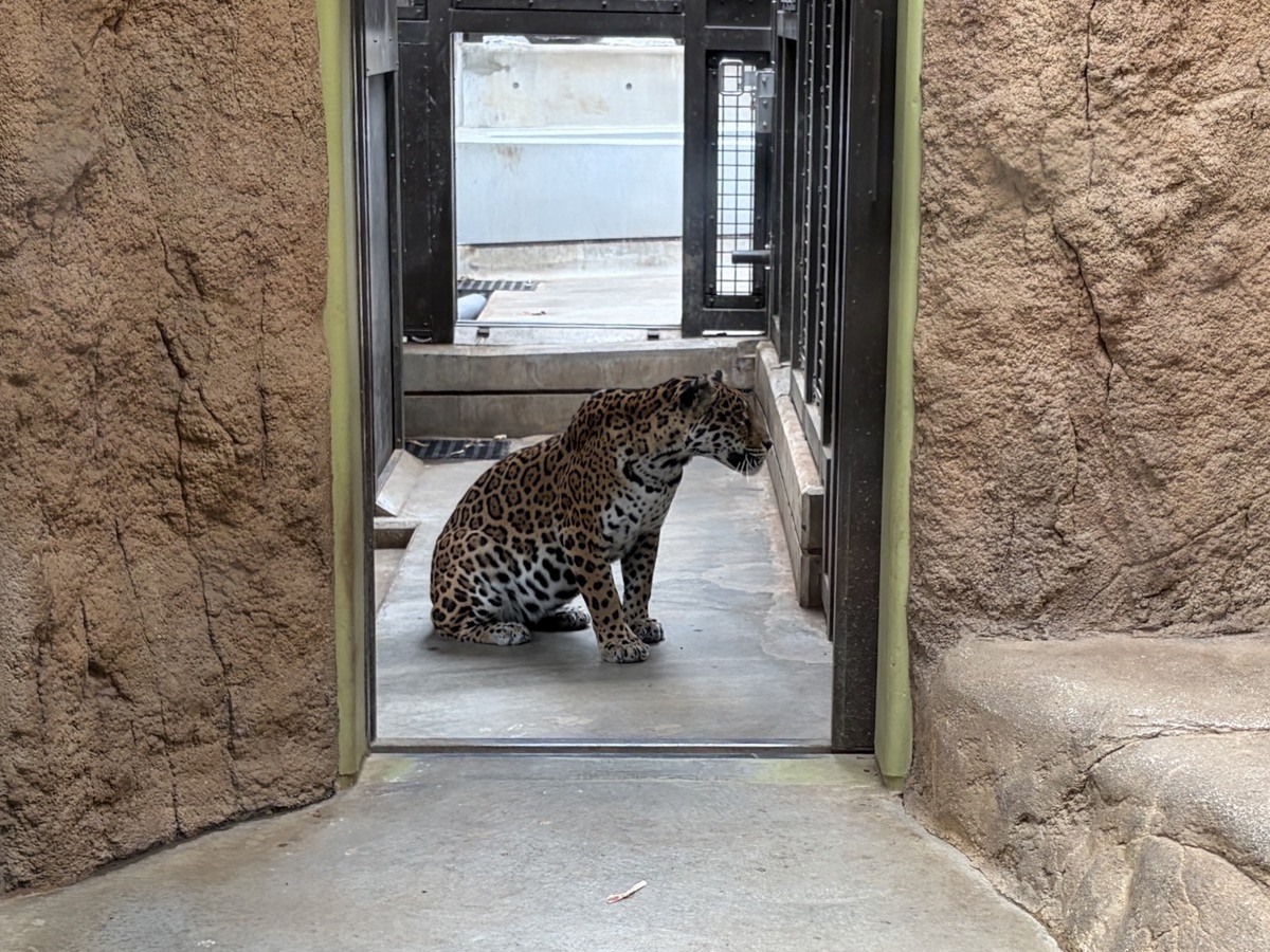 日立市かみね動物園のトラ