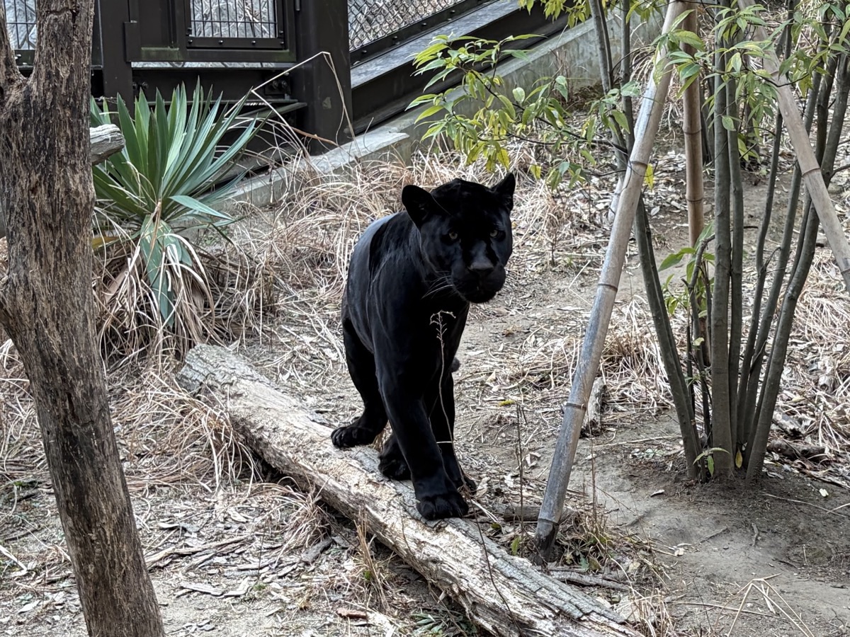 日立市かみね動物園の黒いジャガー