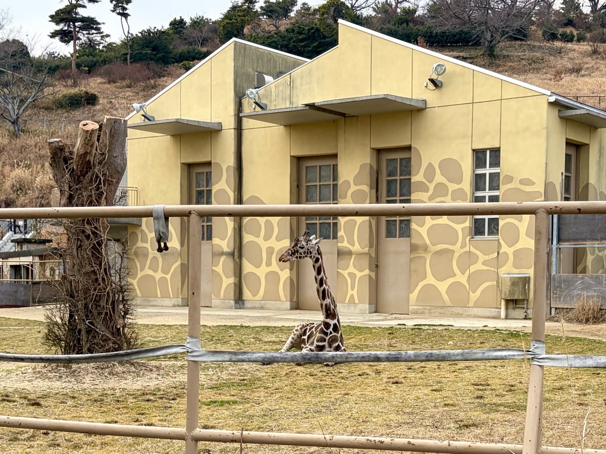 日立市かみね動物園のキリン