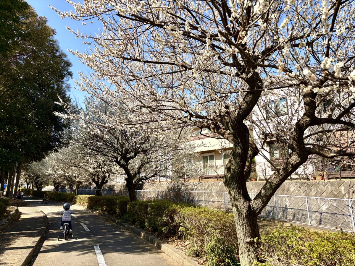 四季を感じることができるさくら交通公園